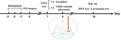 The 5-HT6 Receptors in the Ventrolateral Orbital Cortex Attenuate Allodynia in a Rodent Model of Neuropathic Pain